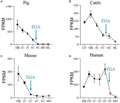 SIN3A Regulates Porcine Early Embryonic Development by Modulating CCNB1 Expression